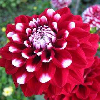 Une parole dense qui se découvre comme les pétales d’une fleur !