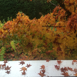 Aussi longtemps que dure le malheur… (Ps 56, 2)