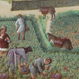 La vigne du Seigneur