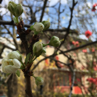 Coucou ! C’est le printemps !