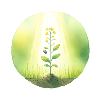 « C’est la plus petite de toutes les semences, mais quand elle grandit, elle dépasse toutes les plantes potagères. »